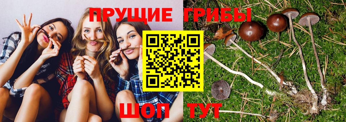 Галлюциногенные грибы Magic Shrooms  Псилоцибиновые грибы Cubensis  Солнечногорск  Вход с VPN 